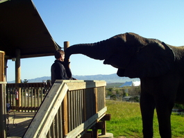 We had run out of fruit, so Butch started eating Lori's head