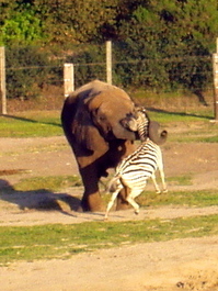Butch and zebra tussle