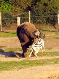 Butch and zebra tussle