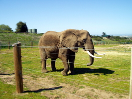 Elephant on the range