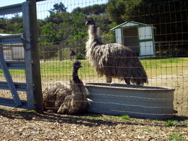 Emus too