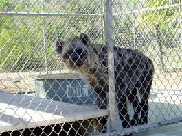 The hyena, one bad-ass dog