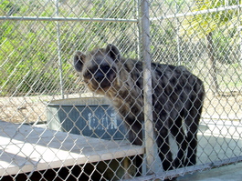 The hyena, one bad-ass dog