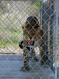 A younger, more active, leopard