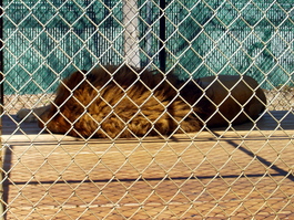 And this guy, Jacob, whose impressive mane we saw the
            next morning from our porch