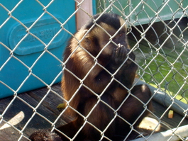 This little monkey has quite animated facial expressions, and shares his apple with Joel