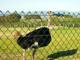 Fred guards the compound