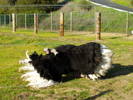 When we stopped, Fred lay down, spread his wings, and moved his head back and forth, in order to scare us off