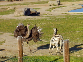 The zebra plays with Ethel, too