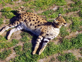 This cat knows how to relax and catch some rays