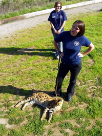 Amanda and Angela present the serval