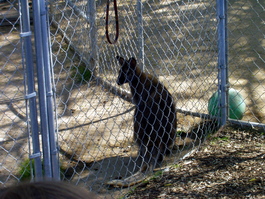 And the wallaby