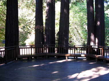 Fairy rings surround patios nicely