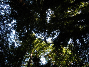 Looking up through the redwoods and firs