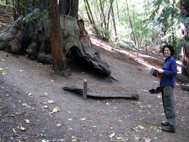 Stop 6: A stump from a thousand-year-old redwood