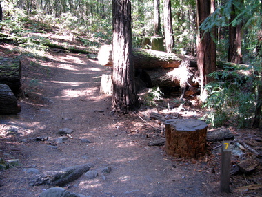 Stop 7: A fallen Douglas fir