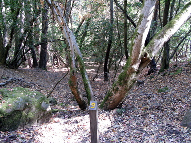 Stop 9: An abandoned stream behind a shutter ridge