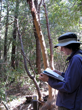 Stop 11: A dead madrone. Really.