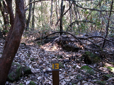 Woodrat middens