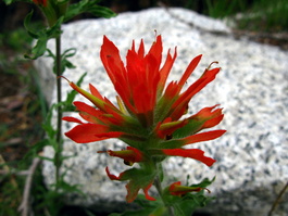 Indian paintbrush