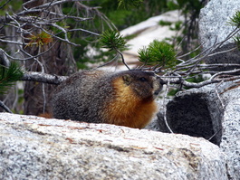The local marmot