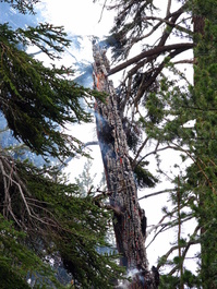 A close-up of the burning tree