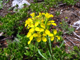 A yellow flower