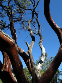 Is this the biggest manzanita bush you've
                            ever seen?