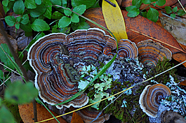 Trametes versicolor