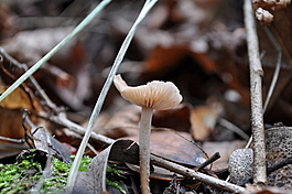 An unidentified Agaricales
