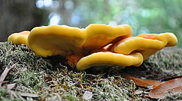 <i>Laetiporus sulphureus</i> (Sulfur Shelf; Chicken of the Woods)
