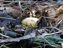 Astraeus pteridis (Giant Hygroscopic Earthstar)