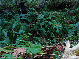 Ferns blanket the hillside