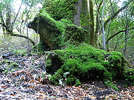 A tree blanketed with moss