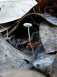 My, this <i>Mycena</i> is cute!