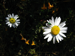 Daisies and friends