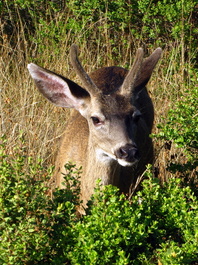 This deer was not at all bothered by our
                       presence