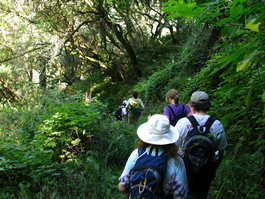 The group descends down the Dipsea trail