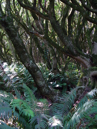 At the bottom of the Dipsea Trail, the
                       ferns and mosses and vines grow thick