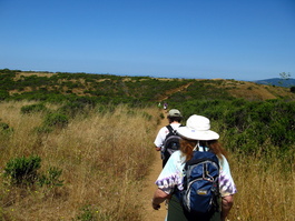 The coastal grasslands with coyote brush