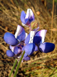 Lupin