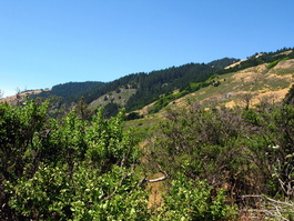 Foothills of Mt. Tamalpais