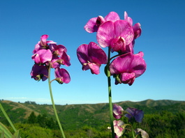 Abundant peas provided lots of color 