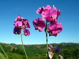 Abundant peas provided lots of color 