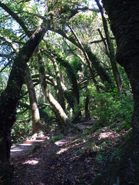 The bottom of the Dipsea Trail is very
                       lush