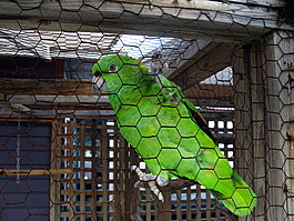 The very talkative parrot