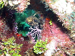 A juvenile trunkfish is like a hovering ping-pong ball