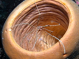 An yellowline arrow crab perches precariously over a tube sponge