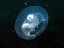 Moon jelly (Aurelia aurita)