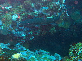 Bill the barracuda guards Calvin's crack
